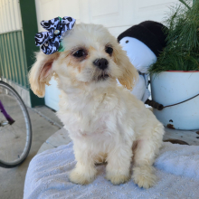 Shih Tzu Puppy Pumpkin