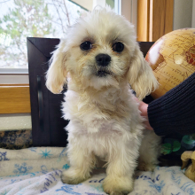 Shih Tzu Puppy Pumpkin