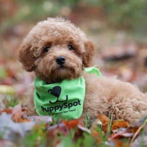 Goldendoodle Puppy Lewis