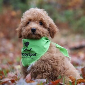Goldendoodle Puppy Lewis