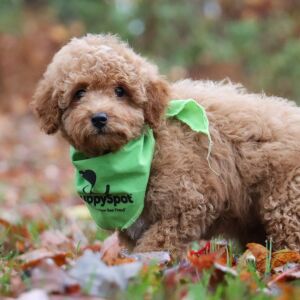 Goldendoodle Puppy Lewis