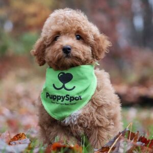 Goldendoodle Puppy Lewis