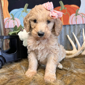 Goldendoodle Puppy Gee Gee