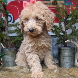 Goldendoodle Puppy Gee Gee