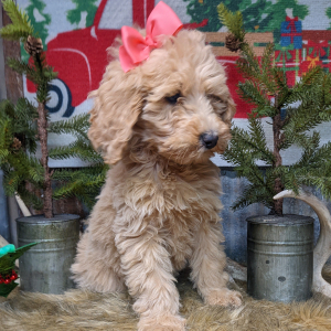 Goldendoodle Puppy Gee Gee