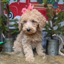 Goldendoodle Puppy Gee Gee