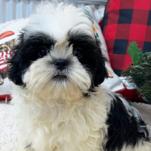 Shihpoo Puppy Gavin
