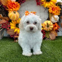 Havapoo Puppy Yolanda