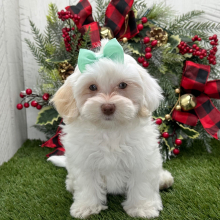 Havapoo Puppy Yolanda