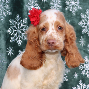 Cocker Spaniel Puppy Gemma