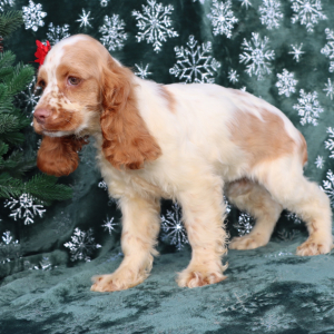 Cocker Spaniel Puppy Gemma