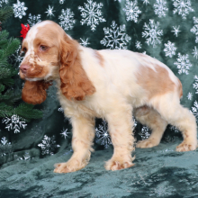 Cocker Spaniel Puppy Gemma