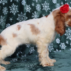 Cocker Spaniel Puppy Gemma