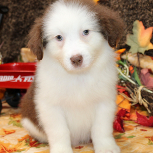 Australian Shepherd Puppy Gannon