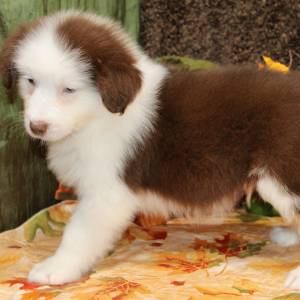 Australian Shepherd Puppy Gannon