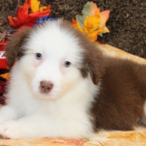 Australian Shepherd Puppy Gannon