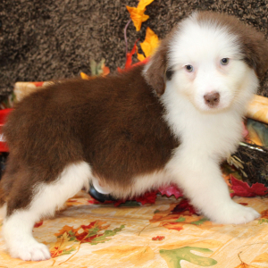 Australian Shepherd Puppy Gannon