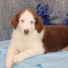 Australian Shepherd Puppy Gannon