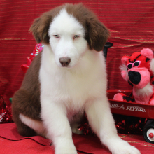 Australian Shepherd Puppy Gannon