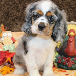 Cocker Spaniel Puppy Felicity