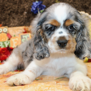 Cocker Spaniel Puppy Felicity