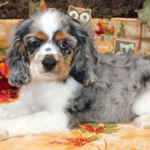 Cocker Spaniel Puppy Felicity