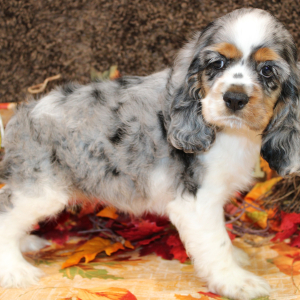 Cocker Spaniel Puppy Felicity