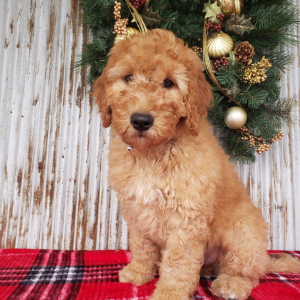 Goldendoodle Puppy Benji