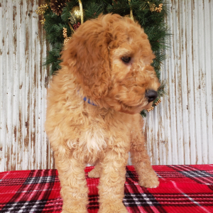Goldendoodle Puppy Benji