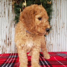 Goldendoodle Puppy Benji