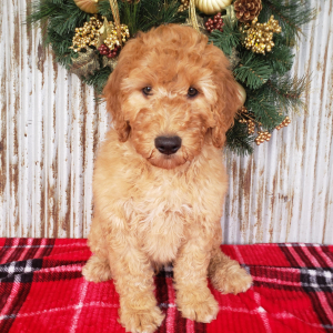 Goldendoodle Puppy Benji
