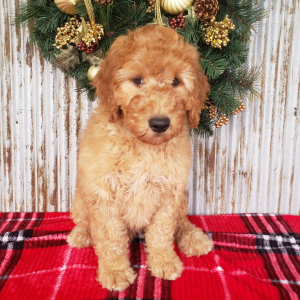 Goldendoodle Puppy Benji