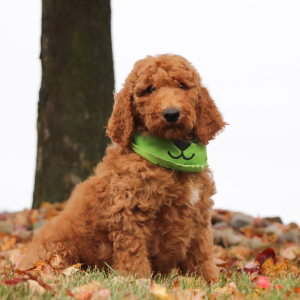 Poodle Puppy Justen