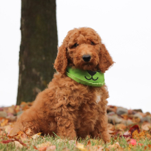Poodle Puppy Justen