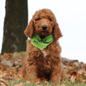 Poodle Puppy Justen