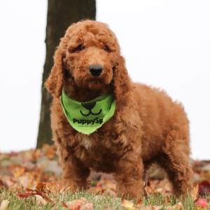 Poodle Puppy Justen