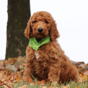 Poodle Puppy Justen