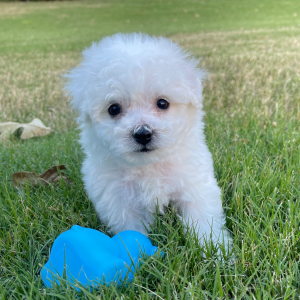 Bichon Frise Puppy Buddy