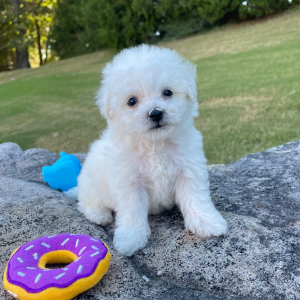 Bichon Frise Puppy Buddy