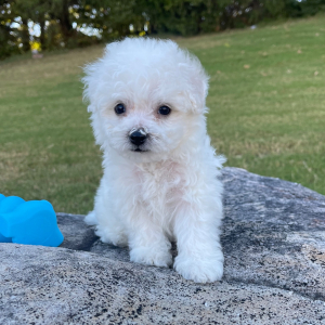 Bichon Frise Puppy Buddy