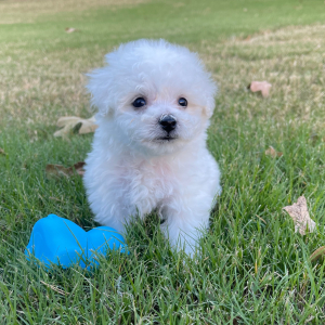 Bichon Frise Puppy Buddy