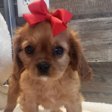 Cavalier King Charles Spaniel Puppy Daisy