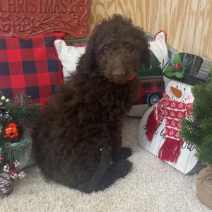 Goldendoodle Puppy Mazie