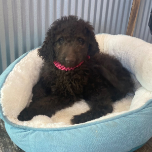 Goldendoodle Puppy Mazie