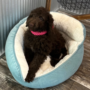 Goldendoodle Puppy Mazie