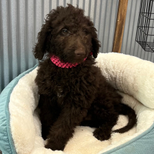 Goldendoodle Puppy Mazie