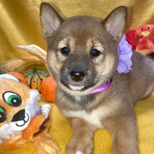 Shiba Inu Puppy Tora