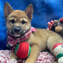 Shiba Inu Puppy Tora