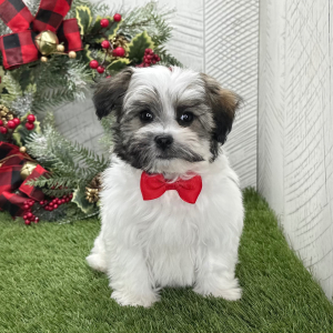 Havanese Puppy Uriah