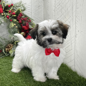 Havanese Puppy Uriah